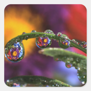 USA, Oregon, Close-up abstract of purple Square Sticker
