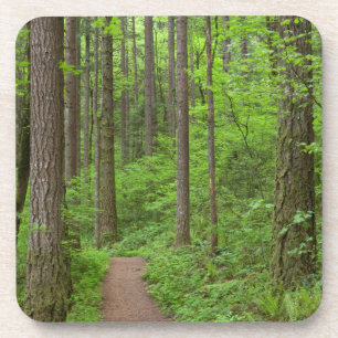 USA, Oregon, Columbia River Gorge. Elowah Falls Coaster