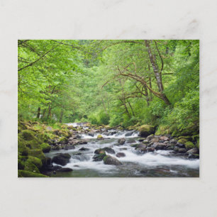 USA, Oregon, Columbia River Gorge, Tanner Creek 4 Postcard