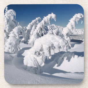 USA, Oregon, Crater Lake NP. Trees droop under a Coaster