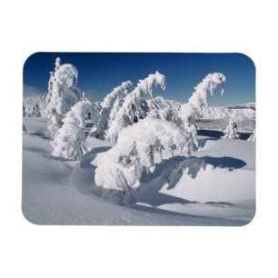 USA, Oregon, Crater Lake NP. Trees droop under a Magnet