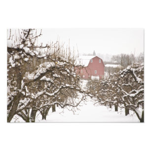 USA, Oregon, Hood River. Snow covered Apple Photo Print
