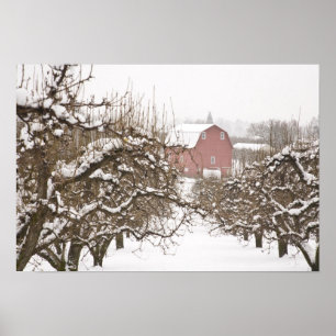 USA, Oregon, Hood River. Snow covered Apple Poster