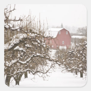 USA, Oregon, Hood River. Snow covered Apple Square Sticker