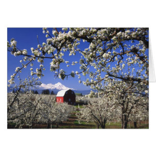 USA, Oregon, Hood River Valley, Pear orchard