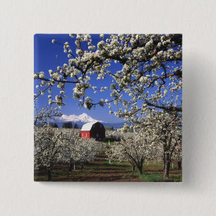 USA, Oregon, Hood River Valley, Pear orchard 15 Cm Square Badge