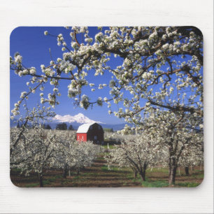 USA, Oregon, Hood River Valley, Pear orchard Mouse Pad