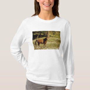 USA, Oregon. Horse in field of daisies T-Shirt