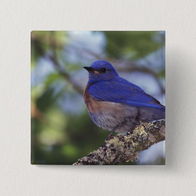 USA, Oregon. Male Western Bluebird 15 Cm Square Badge (Front)