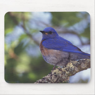 USA, Oregon. Male Western Bluebird Mouse Pad