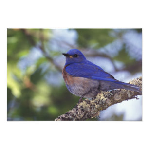 USA, Oregon. Male Western Bluebird Photo Print