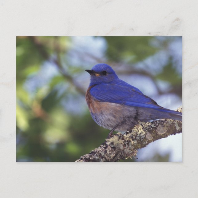 USA, Oregon. Male Western Bluebird Postcard (Front)