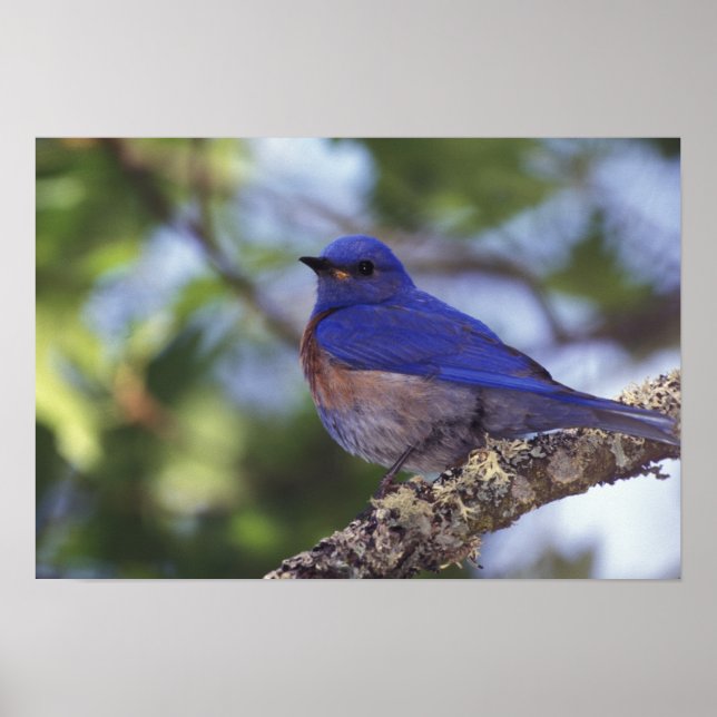 USA, Oregon. Male Western Bluebird Poster (Front)