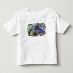 USA, Oregon. Male Western Bluebird Toddler T-Shirt