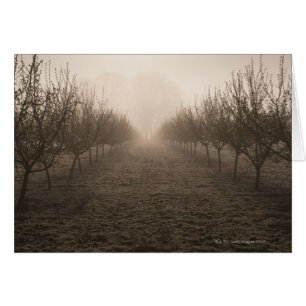 USA, Oregon, Marion County, Hazelnut orchard