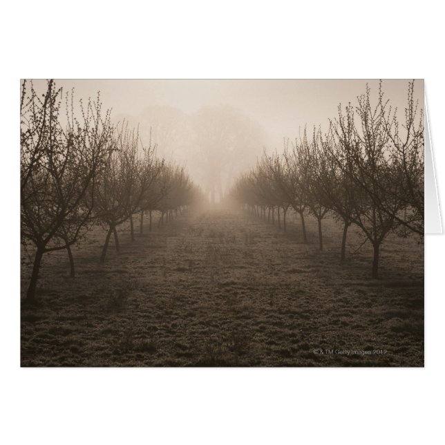 USA, Oregon, Marion County, Hazelnut orchard (Front Horizontal)