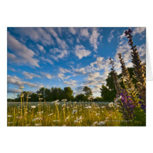 USA, Oregon, Marion County, Meadow with