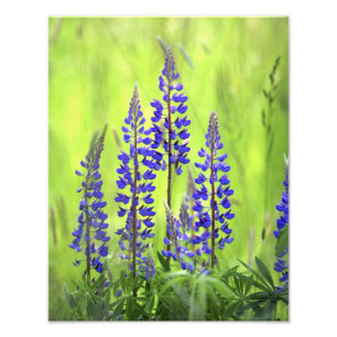 USA, Oregon, Mt. Hood National Forest, Lupine Photo Print