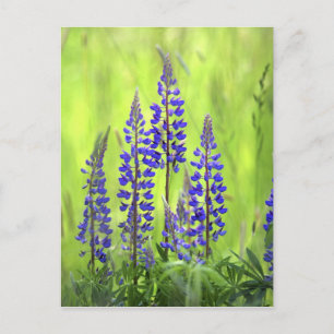 USA, Oregon, Mt. Hood National Forest, Lupine Postcard