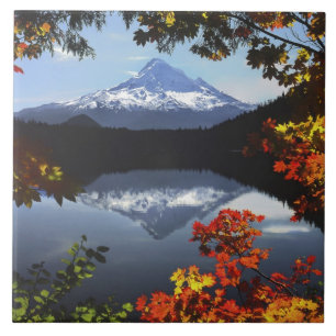 USA, Oregon, Mt. Hood National Forest. Tile