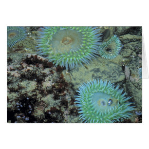USA, Oregon, Nepture SP. Jewel-toned sea