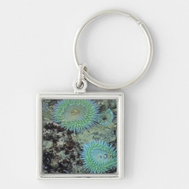 USA, Oregon, Nepture SP. Jewel-toned sea Key Ring (Front)