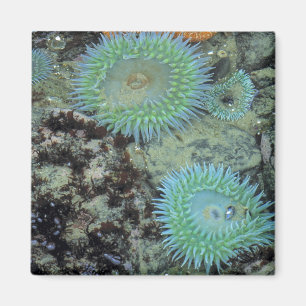 USA, Oregon, Nepture SP. Jewel-toned sea Magnet