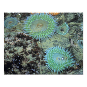 USA, Oregon, Nepture SP. Jewel-toned sea Photo Print