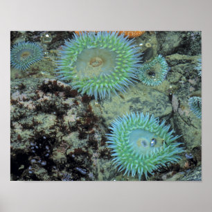 USA, Oregon, Nepture SP. Jewel-toned sea Poster