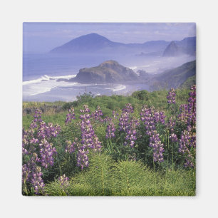 USA, Oregon, Nesika Beach. Lupine and Oregon Magnet