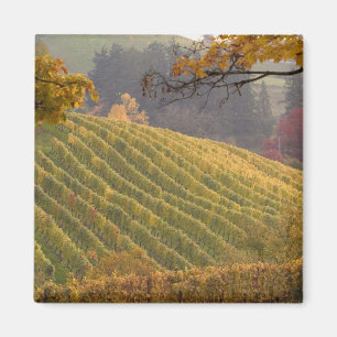 USA, Oregon, Newberg. Vineyard in the fall. Magnet