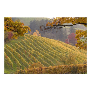 USA, Oregon, Newberg. Vineyard in the fall. Photo Print