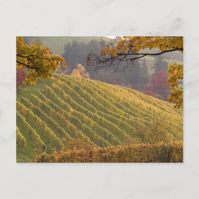 USA, Oregon, Newberg. Vineyard in the fall. Postcard (Front)