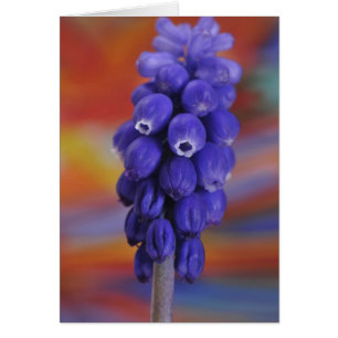 USA, Oregon, Portland. Close-up of blue grape