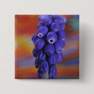 USA, Oregon, Portland. Close-up of blue grape 15 Cm Square Badge