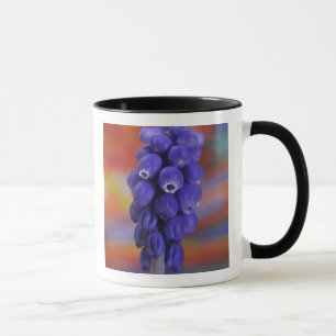 USA, Oregon, Portland. Close-up of blue grape Mug