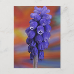 USA, Oregon, Portland. Close-up of blue grape Postcard
