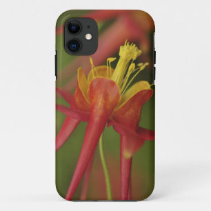 USA, Oregon, Portland. Close-up of columbine iPhone 11 Case