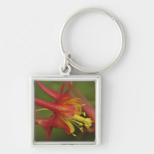 USA, Oregon, Portland. Close-up of columbine Key Ring