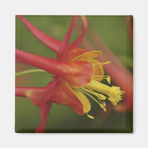 USA, Oregon, Portland. Close-up of columbine Magnet
