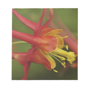 USA, Oregon, Portland. Close-up of columbine Notepad