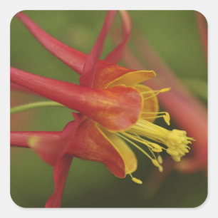 USA, Oregon, Portland. Close-up of columbine Square Sticker