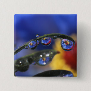 USA, Oregon, Portland, Close-up of ladybird 15 Cm Square Badge