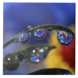 USA, Oregon, Portland, Close-up of ladybird Ceramic Tile