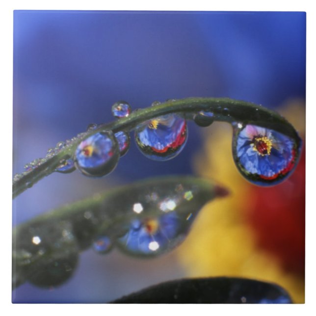 USA, Oregon, Portland, Close-up of ladybird Ceramic Tile (Front)