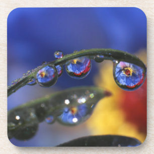 USA, Oregon, Portland, Close-up of ladybird Coaster