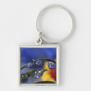 USA, Oregon, Portland, Close-up of ladybird Key Ring