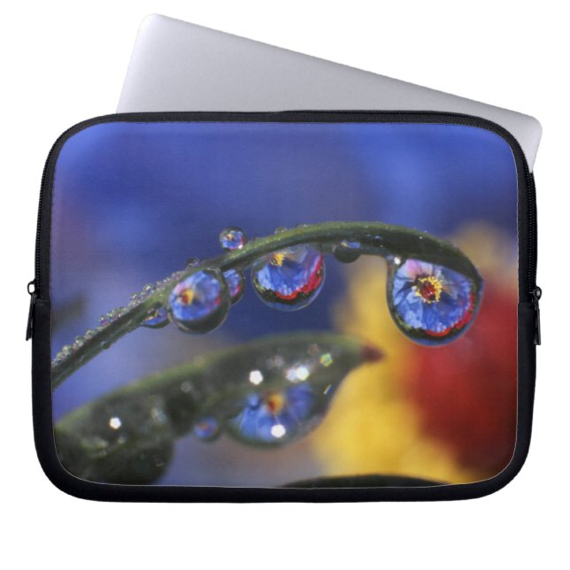 USA, Oregon, Portland, Close-up of ladybird Laptop Sleeve (Front)