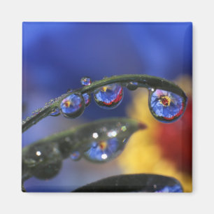 USA, Oregon, Portland, Close-up of ladybird Magnet