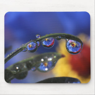 USA, Oregon, Portland, Close-up of ladybird Mouse Pad